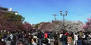本局の桜(2016年(平成28年)の通り抜け)