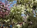2017年の花「鬱金（ウコン）」