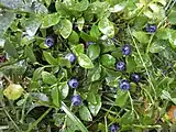 Čučoriedkaチュチョリエトカ（ブルーベリー）