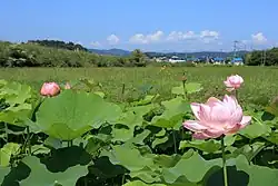 小ヶ田生活改善センター付近の休耕田に咲く「大賀ハス」