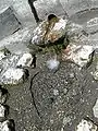 オイツフ城の「愛の泉」