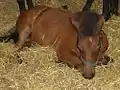 フツーリシュチナの特産馬であるフツル種のポニー
