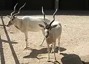 アダックス