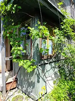 マンシュウヤマブドウ