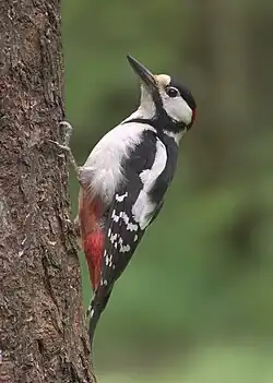 アカゲラ