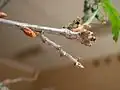 シャクガ科 sp. 幼虫, ロシア