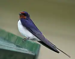 ツバメ