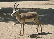 ガゼル