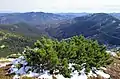 ウクライナのモンタナマツ Pinus mugo