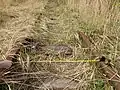 巻尺による測定
