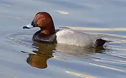 ホシハジロ
