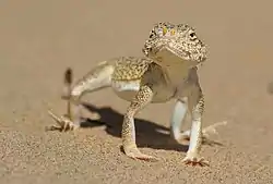 リヒテンシュタインガマトカゲ