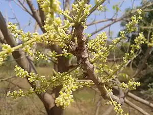 花期の姿。