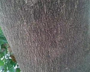 樹皮。
