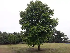 全体。