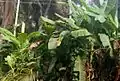 バナナやヤシに登ろうとしている様