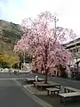 中心街の枝垂れ桜