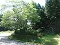 北側から見たおまき桜（5月）