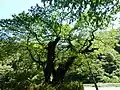 南側から見たおまき桜（5月）