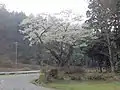 おまき桜（2017年4月16日の開花状況）