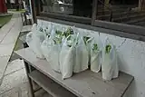 お下がり大根