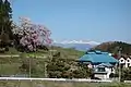 しだれ桜と安達太良山