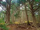 しめつりの御神木
