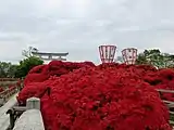 長岡京市春の観光まつり　長岡天満宮きりしまつつじ