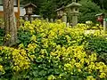 秋・つわぶきの花