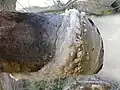 配管にこびり付く湯の花