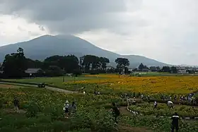 宮山地区のひまわり畑と筑波山