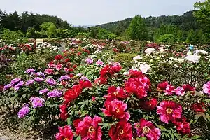 花と泉の公園