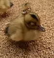 アイガモのひな