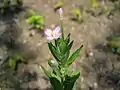 アカバナ(アカバナ科) Epilobium pyrricholophum