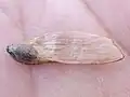 種子は羽を持つ