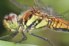 アキアカネの翅胸第1側縫線に沿う黒条の先端はが尖る
