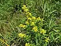 アキノキリンソウ(キク科) Solidago virgaurea subsp. asiatica