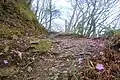 アケボノツツジの絨毯となった登山道