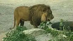 タテガミが長いのが特徴のアフリカライオン