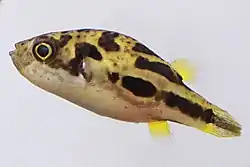 アベニーパファー
