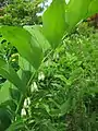 アマドコロ(ユリ科) Polygonatum odoratum var. pluriflorum