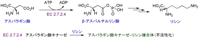 アロステリック効果。リシンによるアスパラギン酸キナーゼの不活性化