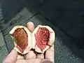 アーモンドの果実を割った様子