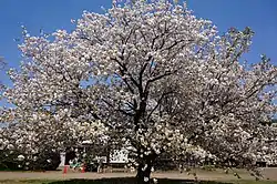 イチヨウ(日本花の会 結城農場・桜見本園)