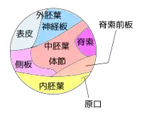 よくある、イモリの原基分布図。
