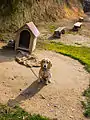 合成樹脂などでできている市販品の犬小屋（日本）。切妻屋根タイプ。犬小屋の出入口の上に「ウィニー」と表札が掲げてある。