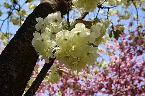 ウコン(日本花の会 結城農場・桜見本園)