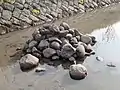 ウナギ塚