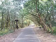 ウバメガシの林（北嶺）