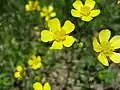 ウマノアシガタ(キンポウゲ科) Ranunculus japonicus